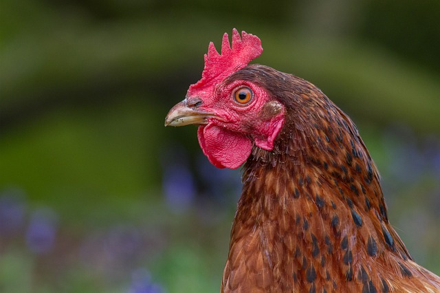 Memahami situasi semasa â€˜bencanaâ€™ akibat  â€˜wabakâ€™ selsema burung di Kelantan